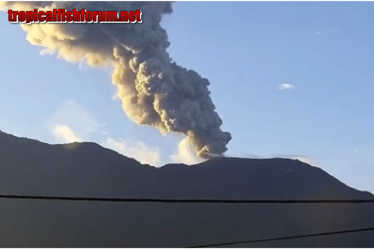 Gunung Marapi Erupsi, Semburkan Abu Vulkanik 800 Meter