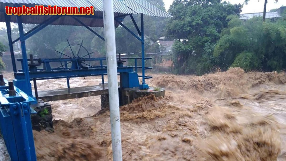 PU Tanggapi Jokowi soal Bendungan Sukamahi-Ciawi Gagal Tangkal Banjir